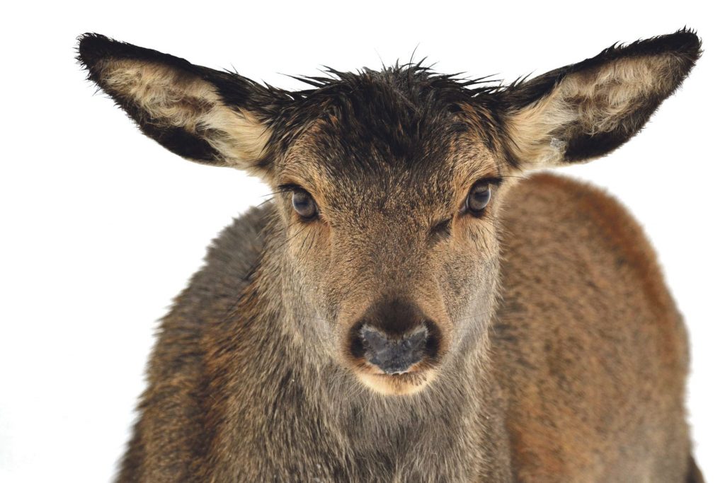 Det har vore ein tøff vinter så langt, for denne hjortekalven. Foto: Vanja Therese Gjerde