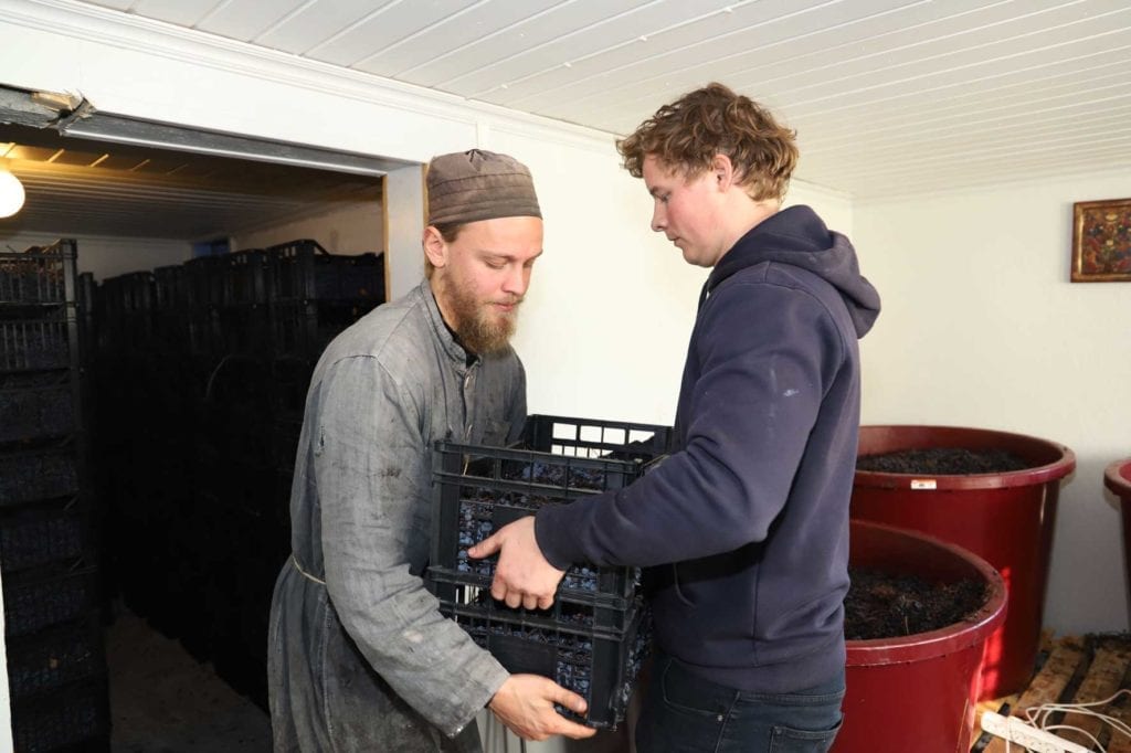 Fader Isak og Erik Arne Grong behandlar kassene med druer med den største varsemd.